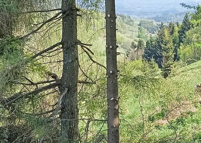 Na Przeleczy * Sokolec